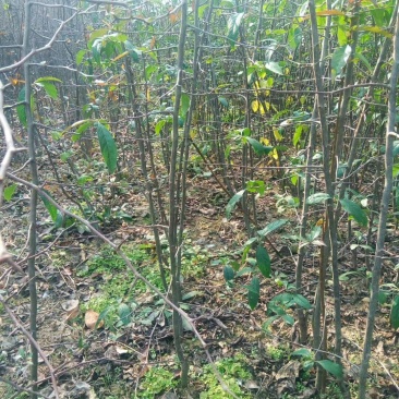 木瓜苗，2公分木瓜苗价格