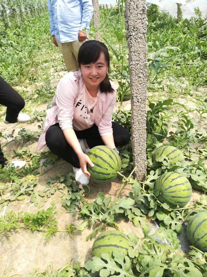 热销福园一号麒麟西瓜大红瓤口感好甜度高口感甜脆多汁