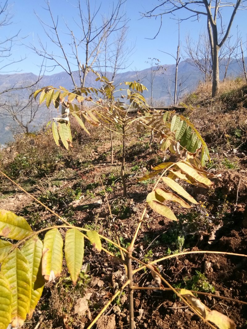 云南大理红油香椿苗大量供应，质优价廉可对接商超批发市场