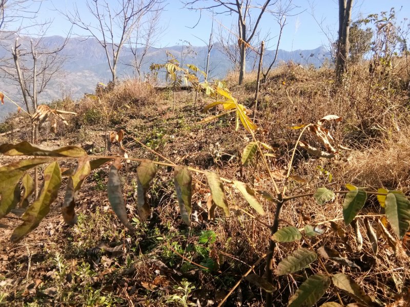 云南大理红油香椿苗大量供应，质优价廉可对接商超批发市场