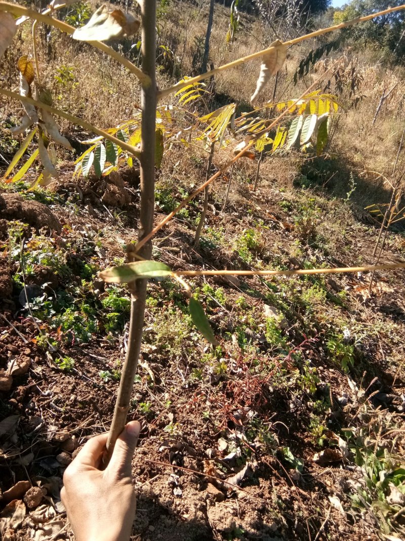 云南大理红油香椿苗大量供应，质优价廉可对接商超批发市场