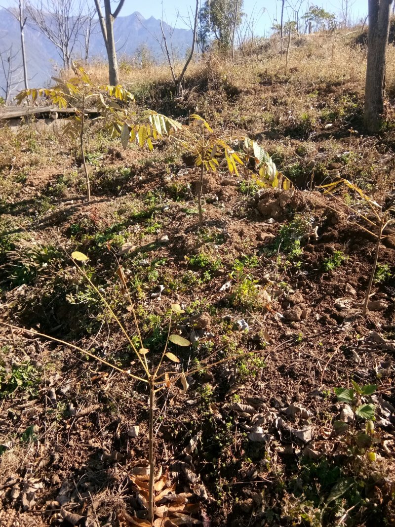 云南大理红油香椿苗大量供应，质优价廉可对接商超批发市场