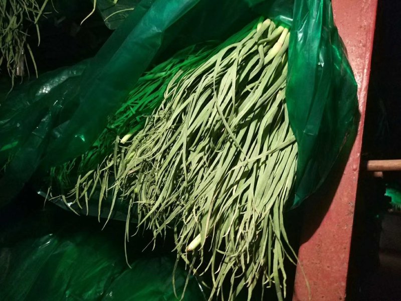 蒜苔金乡红帽蒜苔、专业代收、代存、代销、冷库出租。