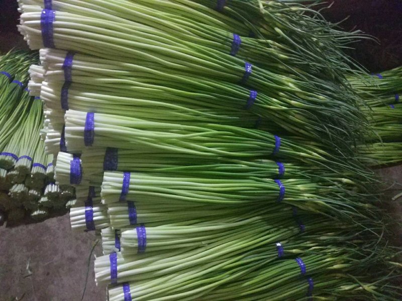 蒜苔金乡红帽蒜苔、专业代收、代存、代销、冷库出租。