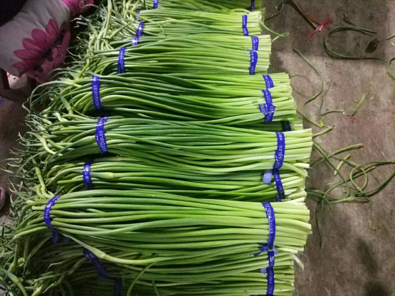 蒜苔金乡红帽蒜苔、专业代收、代存、代销、冷库出租。
