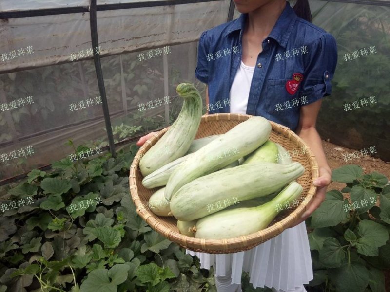 甜蜜羊角酥甜瓜种子灰白皮羊角酥羊角蜜种子
