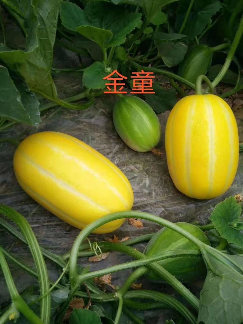 黄金甜瓜种子表皮金黄口感好甜度高果实均匀耐储运条纹瓜