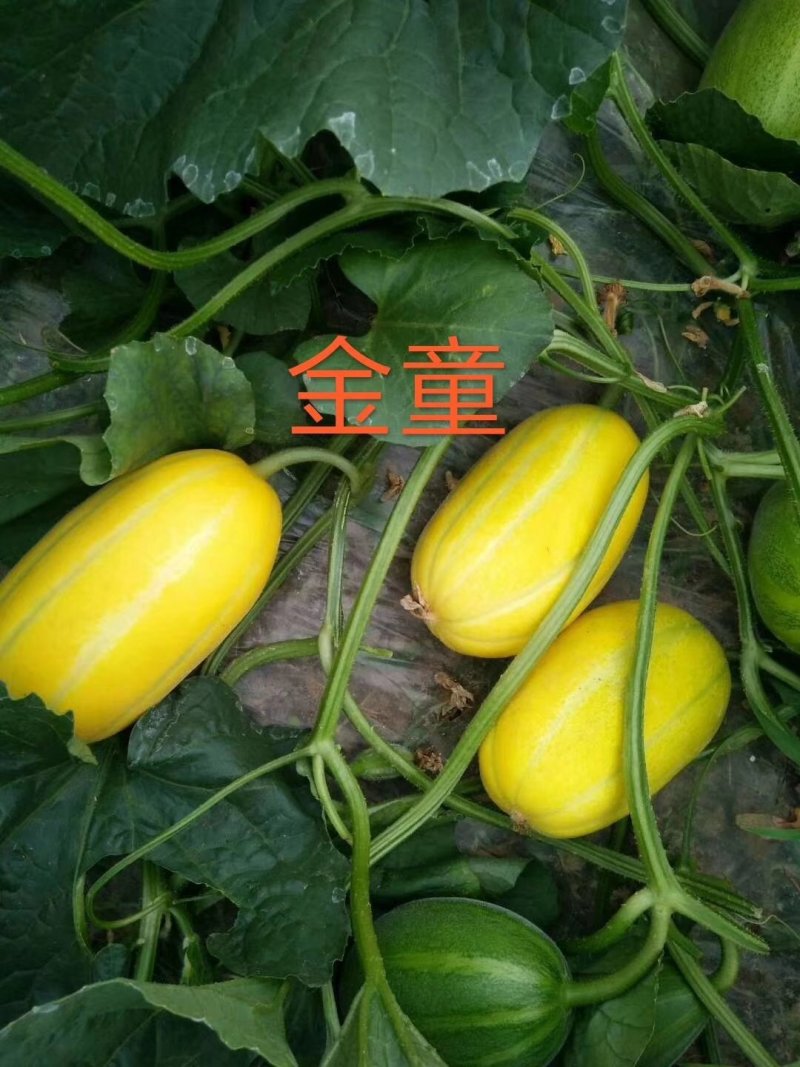 黄金甜瓜种子表皮金黄口感好甜度高果实均匀耐储运条纹瓜