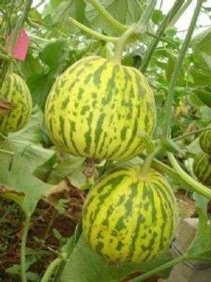 【优质】蜜香花纹甜瓜种子口感好品质佳耐储运