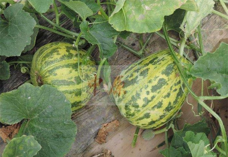【优质】蜜香花纹甜瓜种子口感好品质佳耐储运