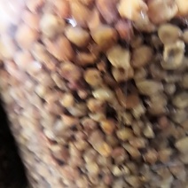 桂圆肉