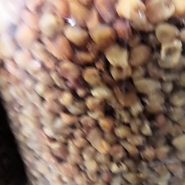 桂圆肉