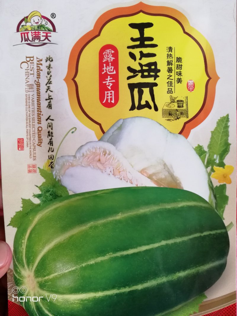 王海瓜甜瓜种子墨绿色带条纹甜瓜