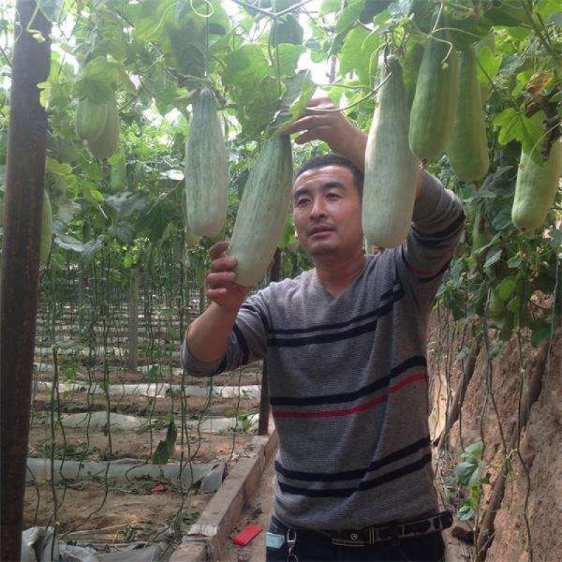 【高端】口感型系列羊角脆羊角蜜口感甜脆爽口多汁