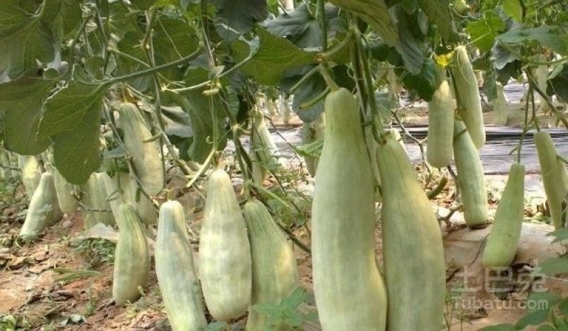 【高端】口感型系列羊角脆羊角蜜口感甜脆爽口多汁