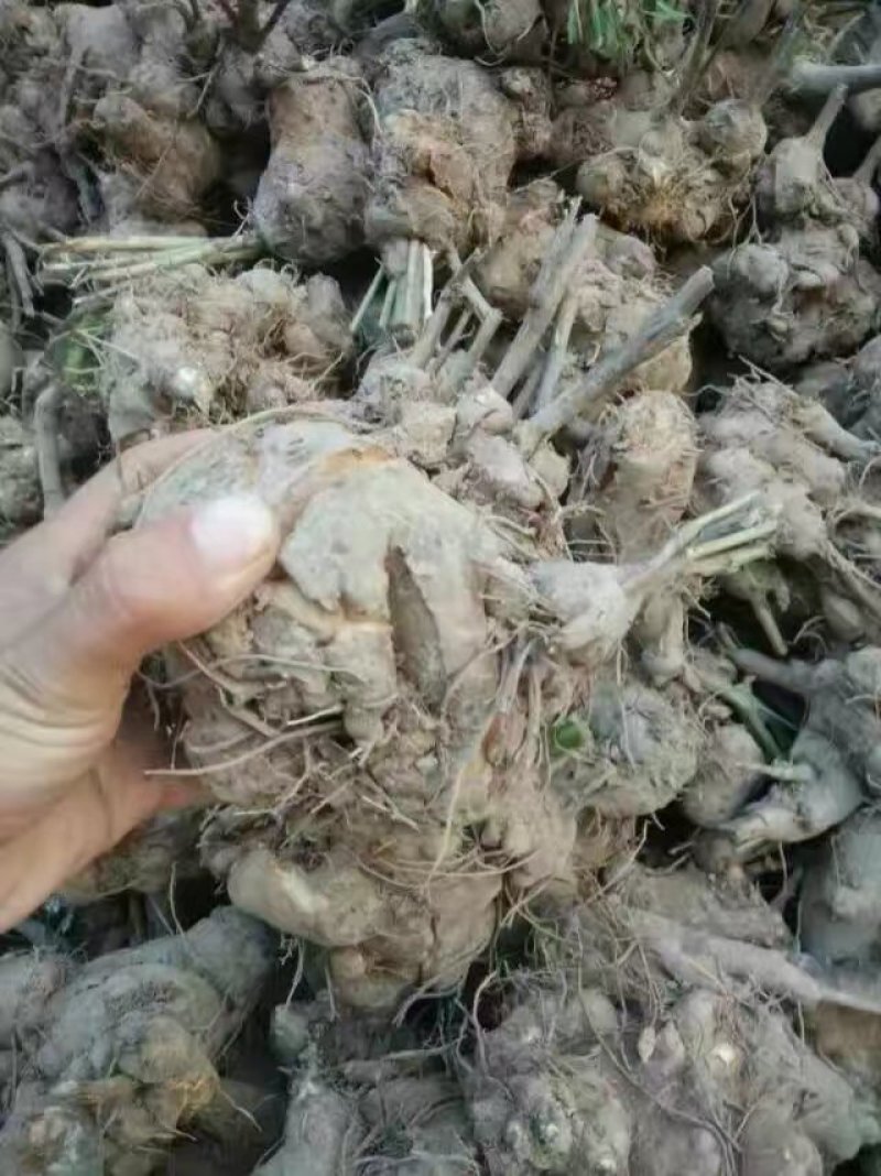 白术芽子，改良白术芽子，优质白术芽，大量供应