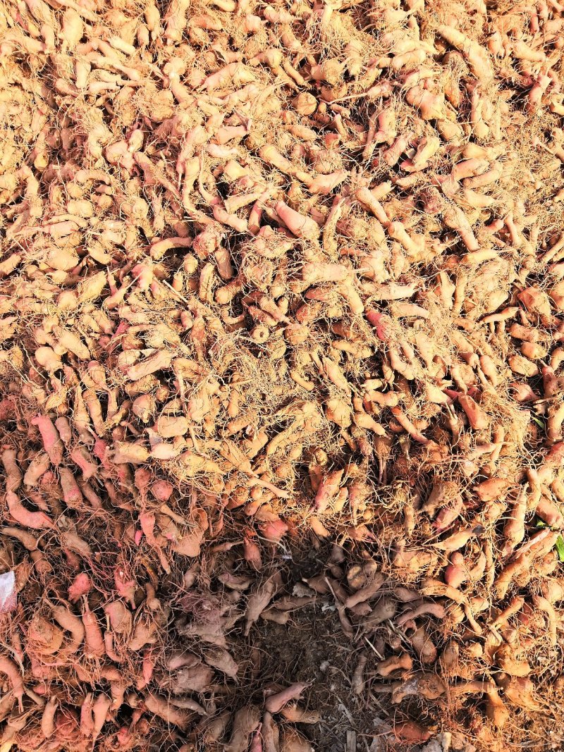 白术芽子，改良白术芽子，优质白术芽，大量供应