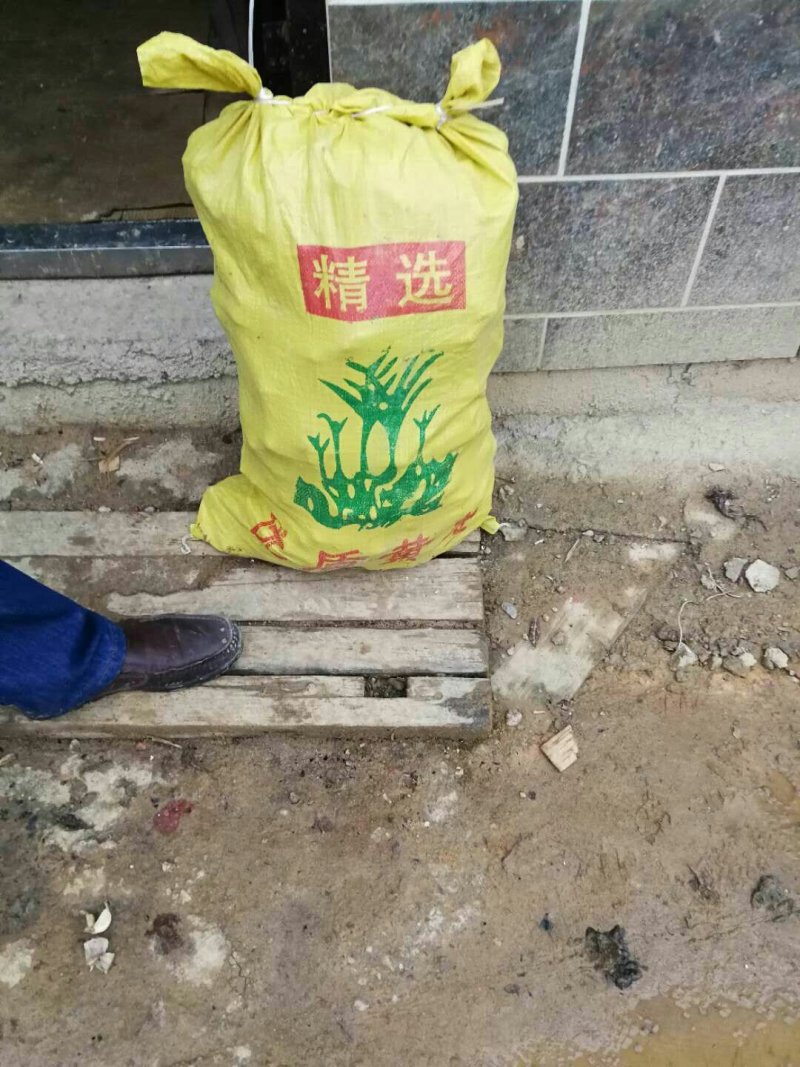 窖藏老姜