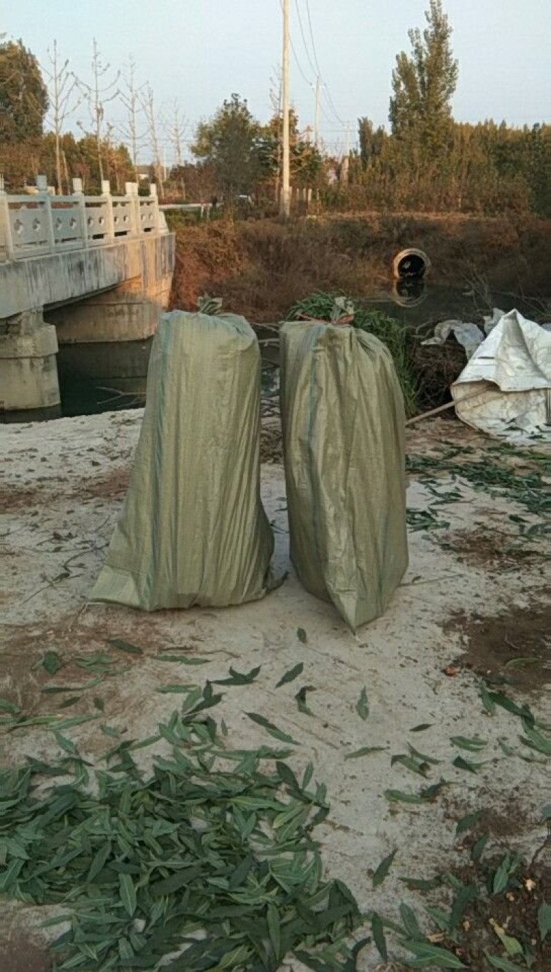 中油蟠7-7桃树苗，中油蟠7桃树苗，中油蟠9号桃树苗
