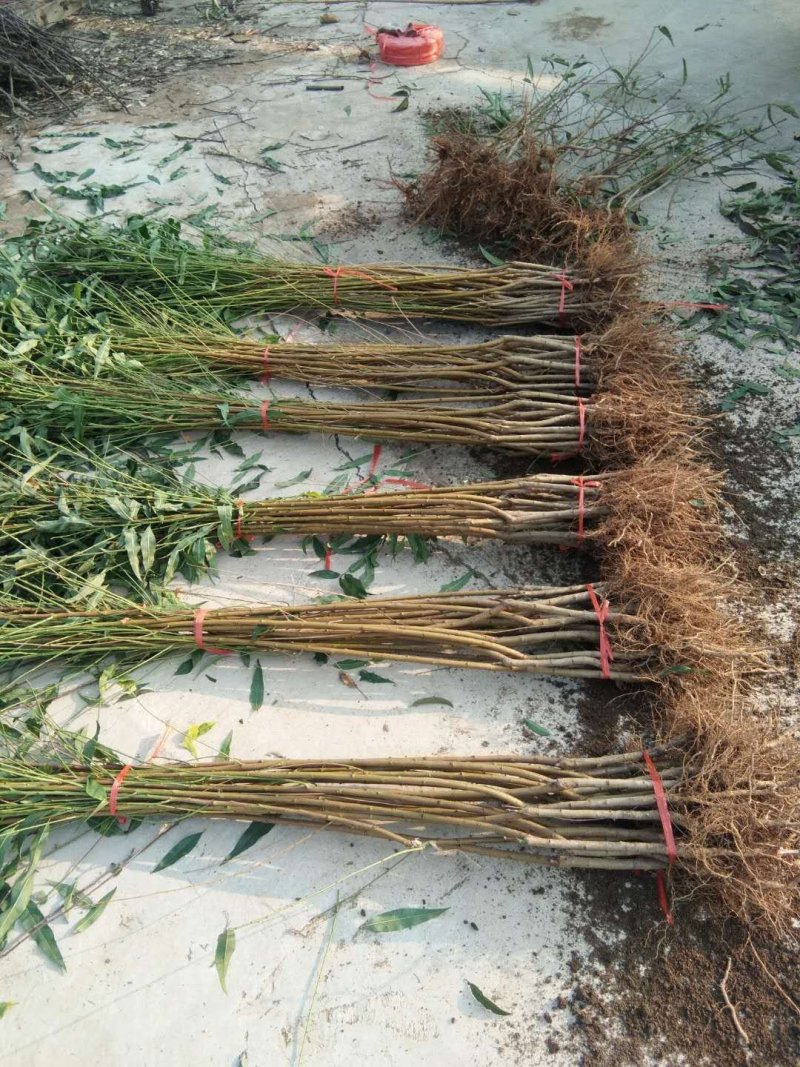 中油蟠7-7桃树苗，中油蟠7桃树苗，中油蟠9号桃树苗