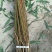 中油蟠7-7桃树苗，中油蟠7桃树苗，中油蟠9号桃树苗