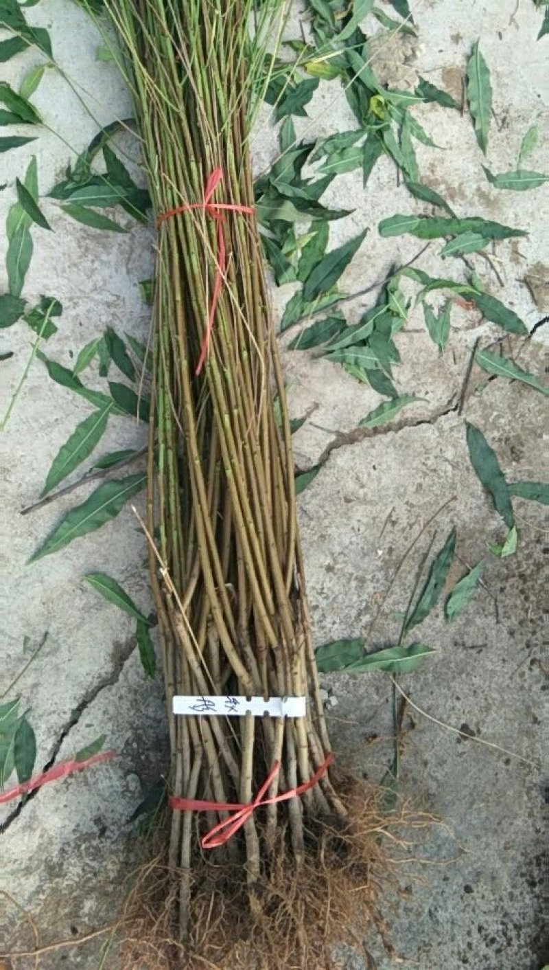 中油蟠7-7桃树苗，中油蟠7桃树苗，中油蟠9号桃树苗