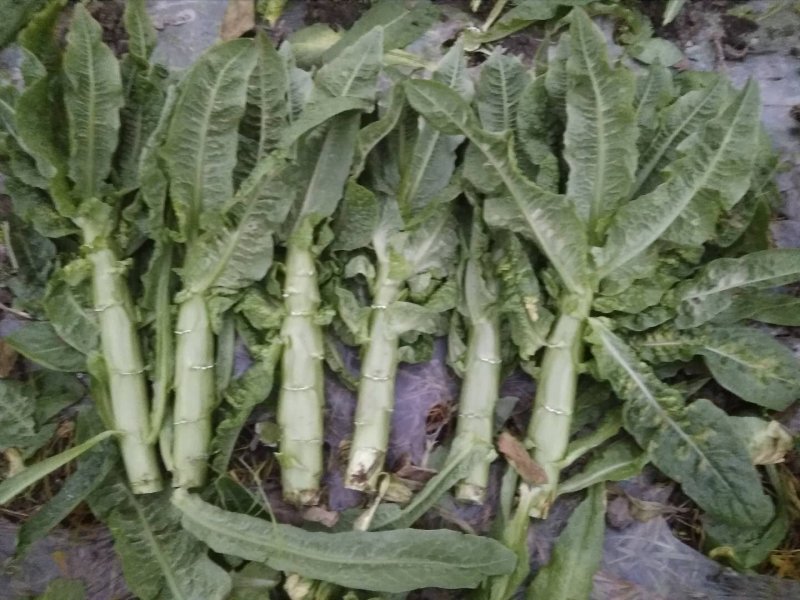 青皮莴笋个头大，颜色好！莴苣大量供货，无空心脱节问题！