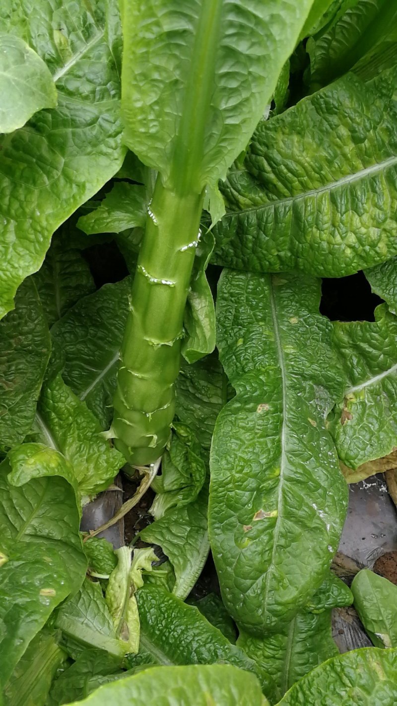 青皮莴笋个头大，颜色好！莴苣大量供货，无空心脱节问题！