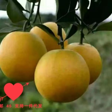 永安冰糖橙支持微商电商一件代发