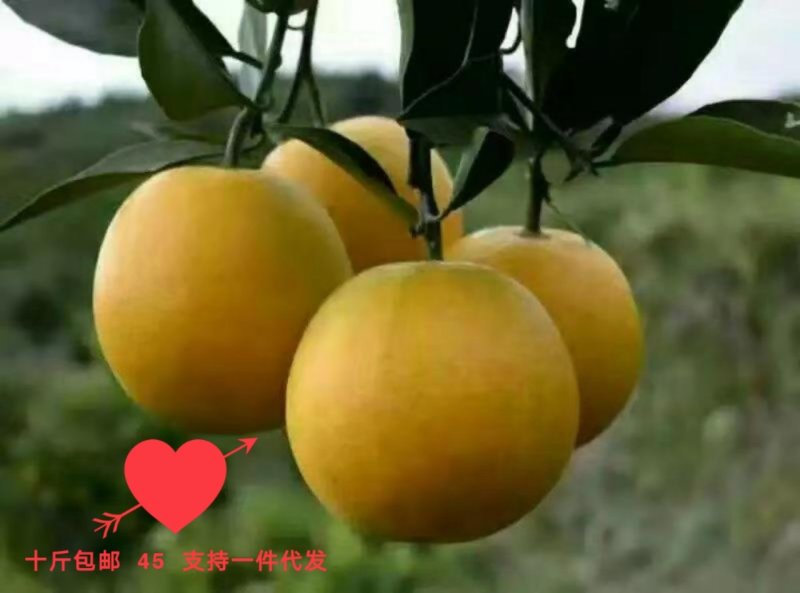 永安冰糖橙支持微商电商一件代发