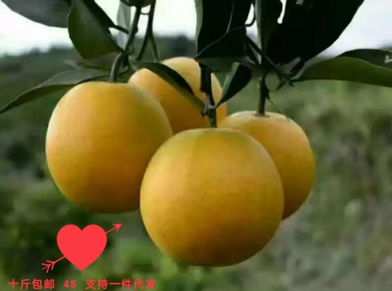 永安冰糖橙支持微商电商一件代发