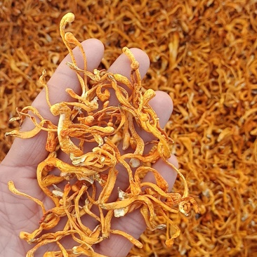 北虫草小草孢子头畸形草虫草粉蛹虫草提取原料