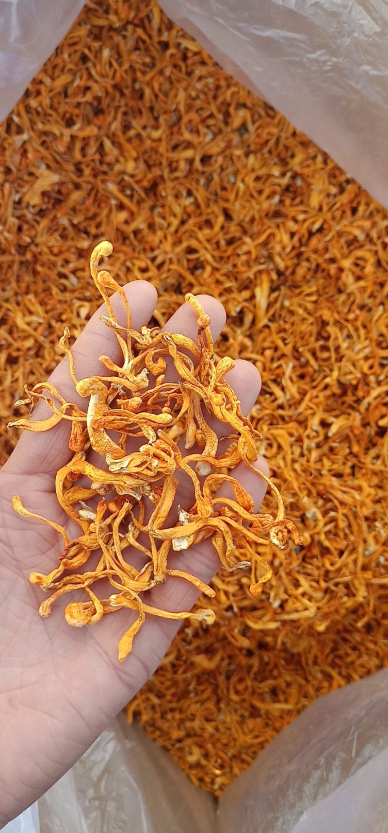 北虫草小草孢子头畸形草虫草粉蛹虫草提取原料