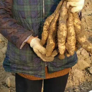 山药苗，白芋山药苗，山药载子，