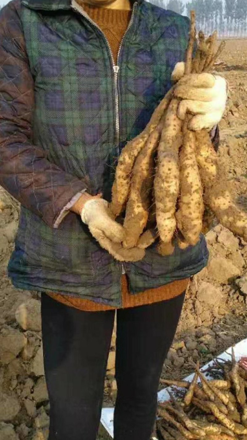 山药苗，白芋山药苗，山药载子，