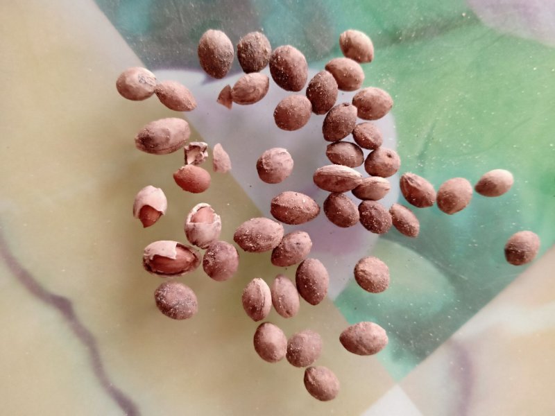 沙藏樱桃种子今年新加工樱桃种子籽粒饱满出芽率高