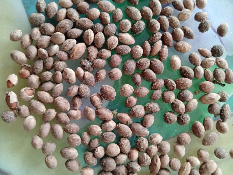 沙藏樱桃种子今年新加工樱桃种子籽粒饱满出芽率高