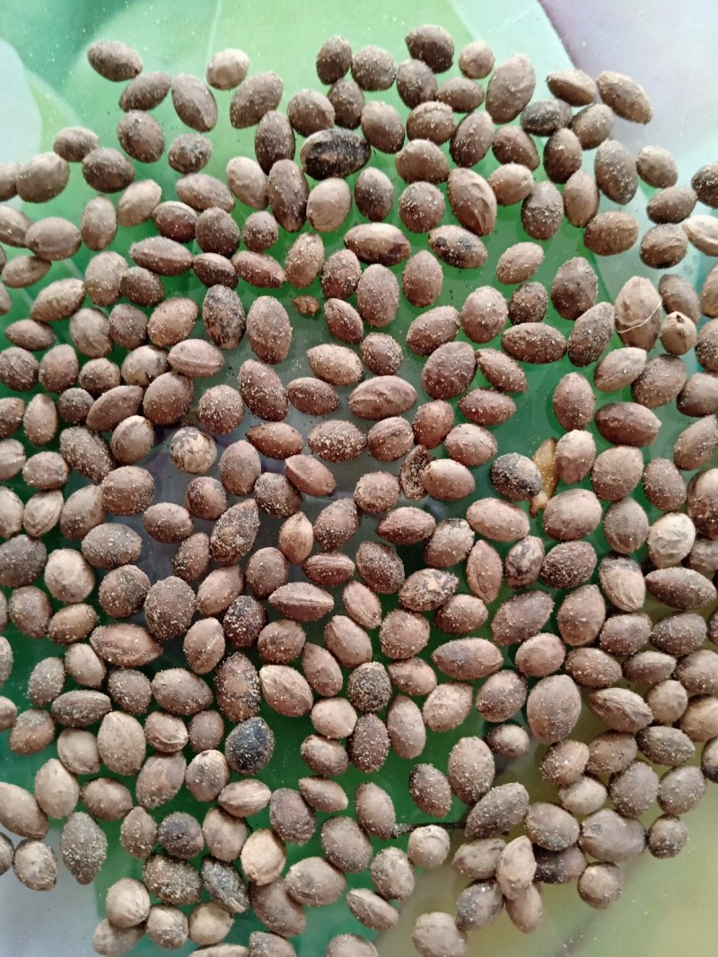 沙藏樱桃种子今年新加工樱桃种子籽粒饱满出芽率高