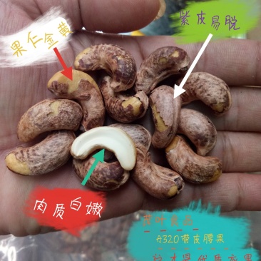 茂叶A320带皮腰果紫衣腰果10kg/桶2桶/箱