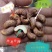茂叶A320带皮腰果紫衣腰果10kg/桶2桶/箱