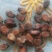供应小西瓜子