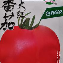 合作903大红西红柿种子