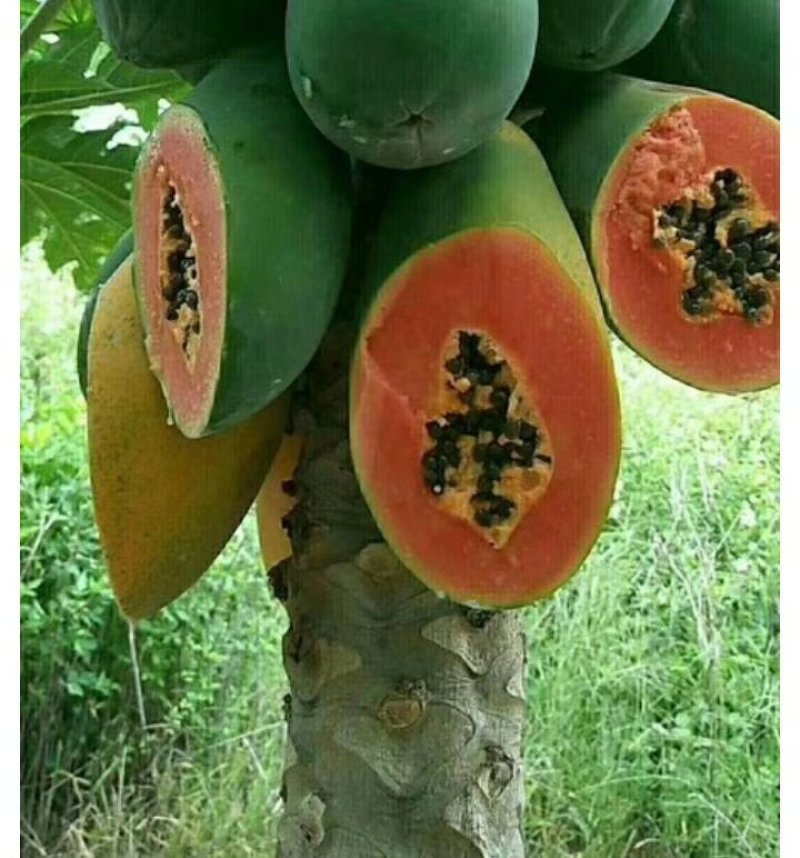 冰糖红心木瓜