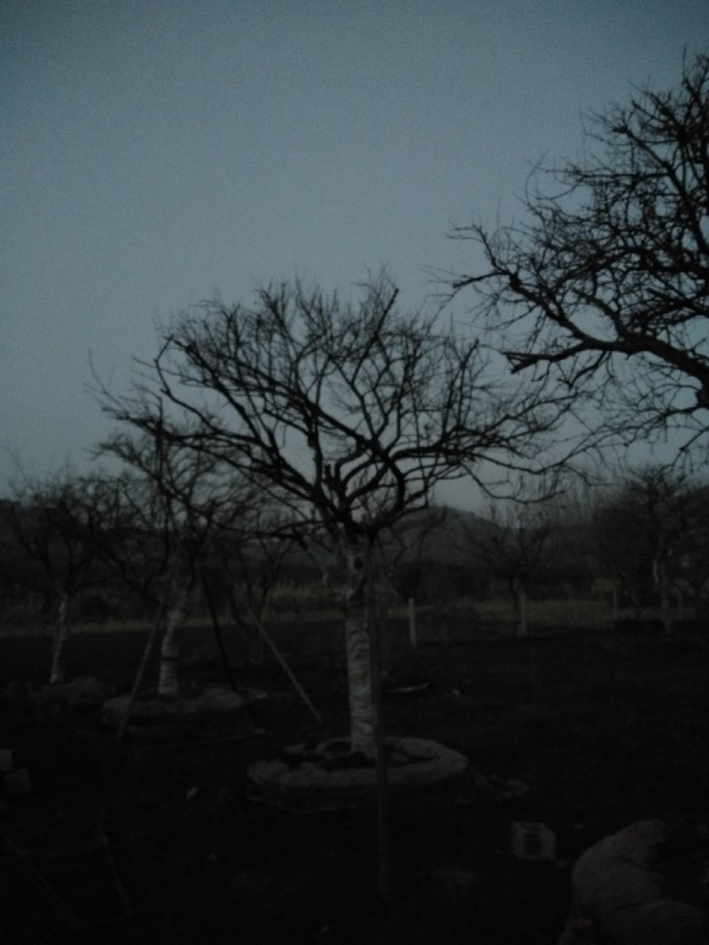 百年石榴古树桩体盆景，高杆石榴树