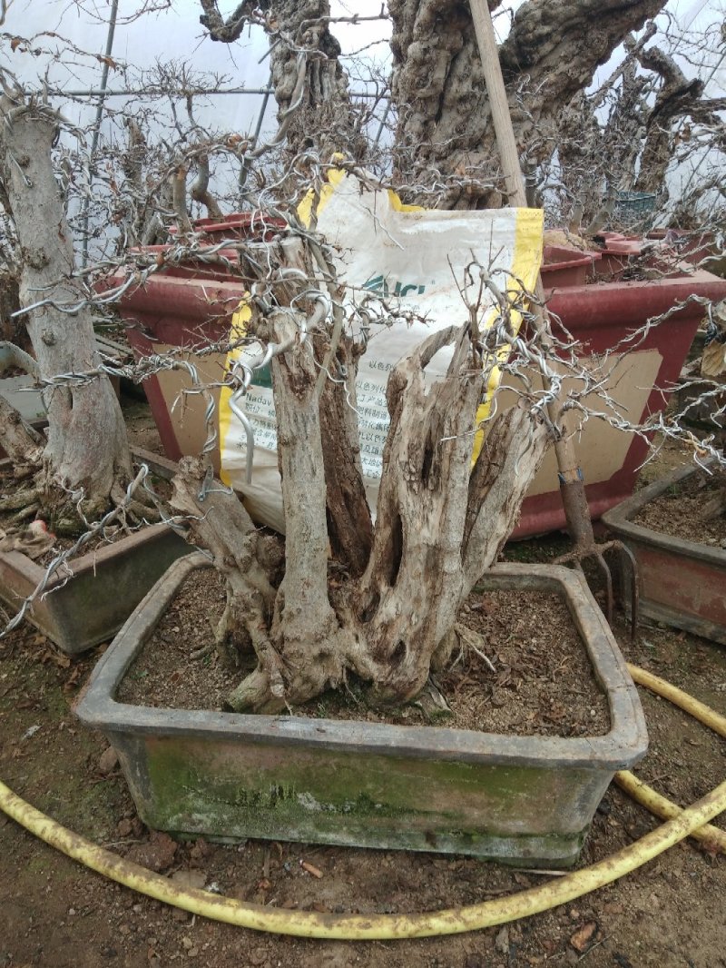 百年石榴古树桩体盆景，高杆石榴树