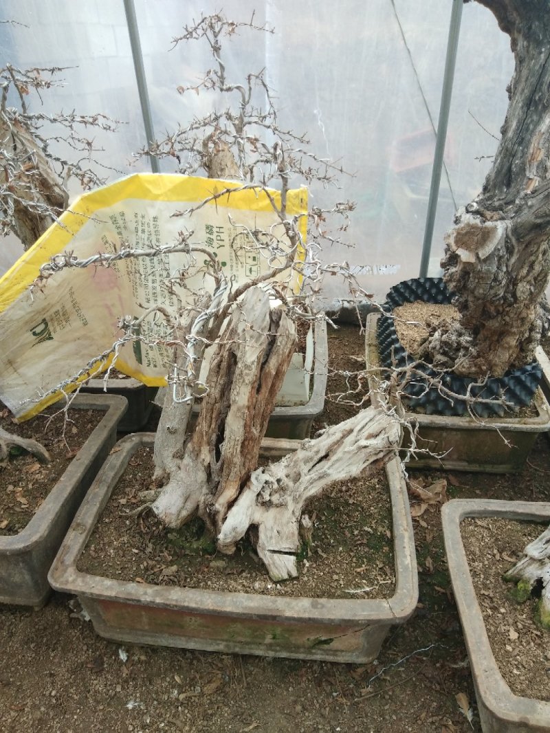 百年石榴古树桩体盆景，高杆石榴树
