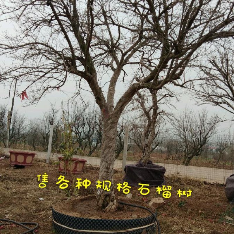 百年石榴古树桩体盆景，高杆石榴树