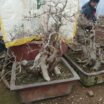 百年石榴古树桩体盆景，高杆石榴树