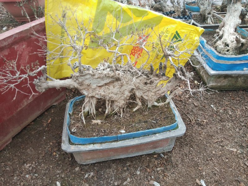 百年石榴古树桩体盆景，高杆石榴树