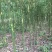 香樟树2-3-4-5-15--16--18--20
